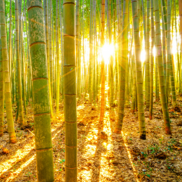 Bambus & nachhaltig