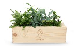 BloomsBox Luftreinigende Pflanzen