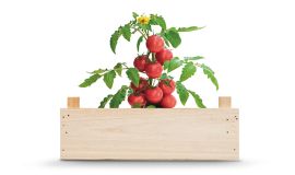 Anzuchtset Tomaten